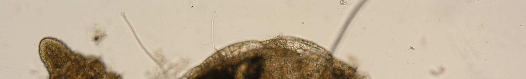 0 kokon Stylodrilus kokon Stylodrilus 6 0.4 6 0.4 Naididae Naididae Pristinella bilobata 980 68.