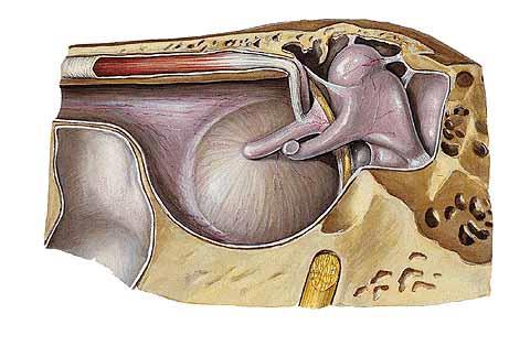 v3 m. stapedius eminetia pyramidalis collum stapedis