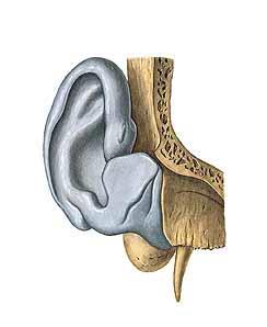 Scapha Concha auriculae cymba, cavitas Tragus Antitragus