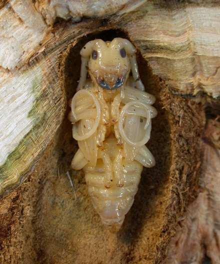 Na rozdíl od většiny jiných druhů z čeledi tesaříkovitých, jejichž larvy se živí na odumřelém dřevě, může A. glabripennis napadat i zdravé stromy, jejichž dřevo má vysoký obsah ligninu. Geib et al.