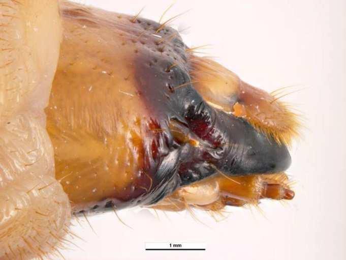 Larva: beznohá, zploštělá, krémově bílé barvy, v posledním instaru dorůstá délky až 5 cm a před kuklením zežloutne.