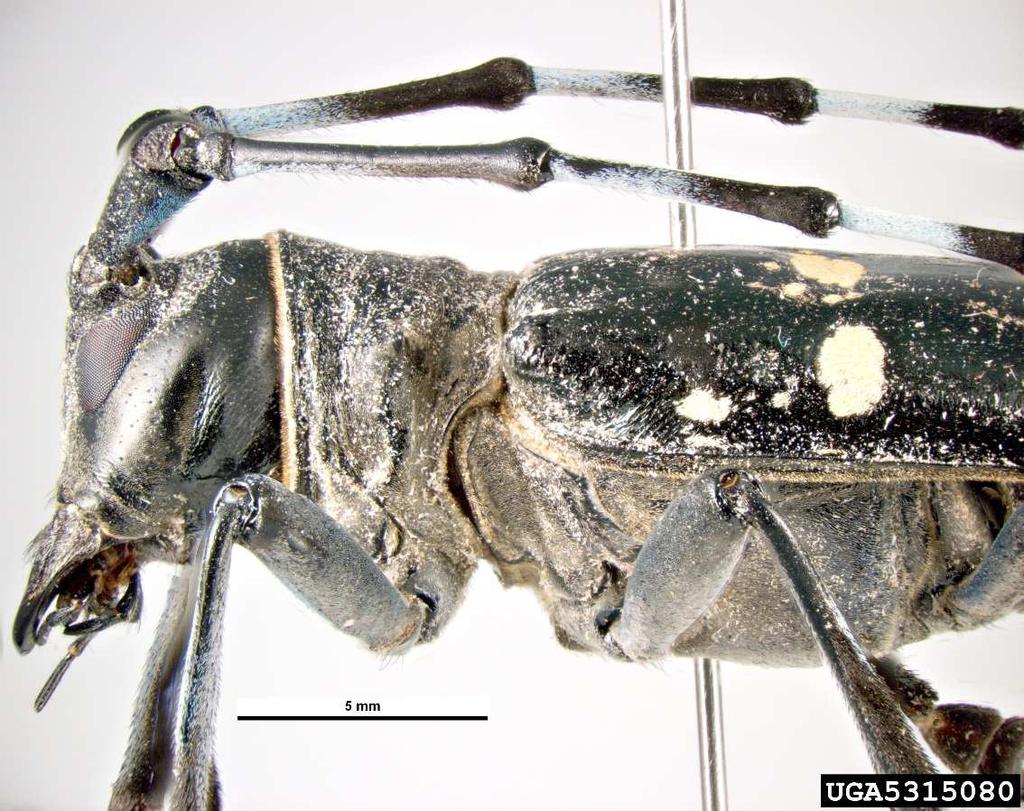 Obr. 11 Dospělec detailní pohled z boku (foto: Pest and Diseases Image Library) 2.