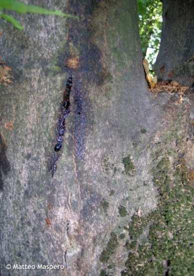 Dalším příznakem napadení může být výtok mízy v místě zavrtání vylíhlé larvičky do dřeva, který nápadně intenzivně láká vosy, sršně a další hmyz (TOMICZEK, 2005).