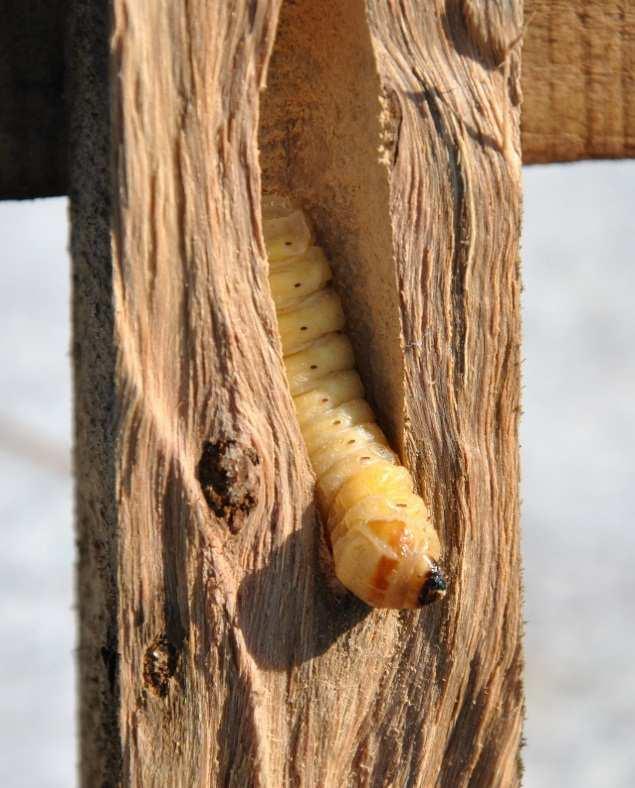 glabripennis byl zaznamenán v roce 2012 na dřevěných paletách z Číny. V roce 2013 byly zaznamenány další 2 případy záchytů. V jednom případě byl zjištěn výskyt mrtvého dospělce A.