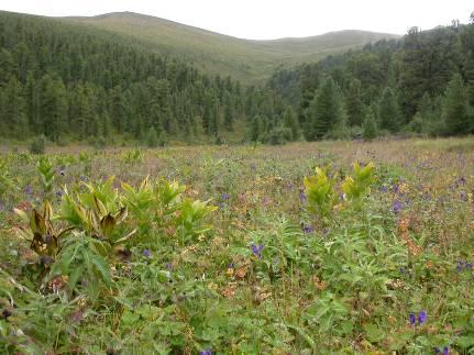 Helictotrichon, Caragana pygmaea; - parkovitá krajina při horní hranici