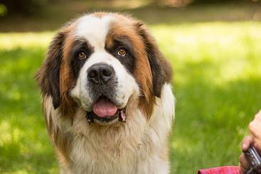Zajímavosti Nejvážnější a nejzajímavější případy psů v naší péči Hugo Bernardýn, kterého přivedli na veterinu s prosbou euthanazie, protože Hugovi zemřel