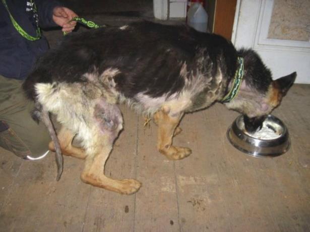 Jeho majitel byl dohledán, ale vzhledem k opakovanému problému s KVS bylo vydáno ze stran úřadů rozhodnutí o předběžné náhradní péči a nevydání psa majiteli.