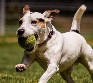 Ralf a Brok Ralfík, kříženec Jack Russel teriéra a Brok, kříženec střední velikosti, k nám