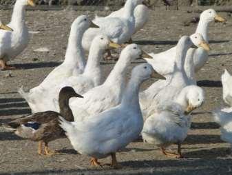 Linie drůbeže hybridizačních programů Experimentální inbrední a outbrední linie kura Kachny TTH Strkov, foto Jitka Pikousová Na základě žádosti podané Svazem chovatelů drůbeže České republiky jako