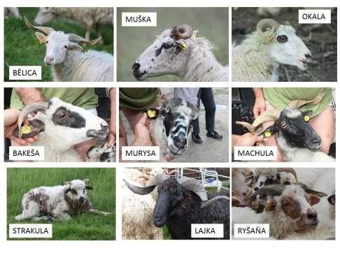 Vejčíka oceněna jako nejlepší a kolekce ovcí manželů Křenkových se umístila na druhém místě ze všech vystavovaných kolekcí zvířat všech plemen.