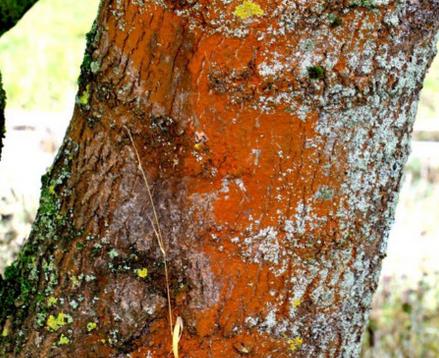 Trentepohlia Větvená vláknitá řasa; vlákna se často rozpadají na krátké úseky či