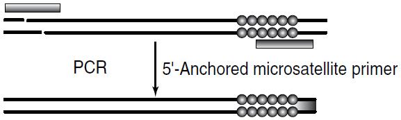 Kombinace a modifikace metod RAMP (random amplified microsatellite polymorphism) kombinace arbitrárního dekameru a anchored oligonukleotidové repetice SAMPL (selective amplification