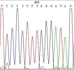 Heterozygote GT www.