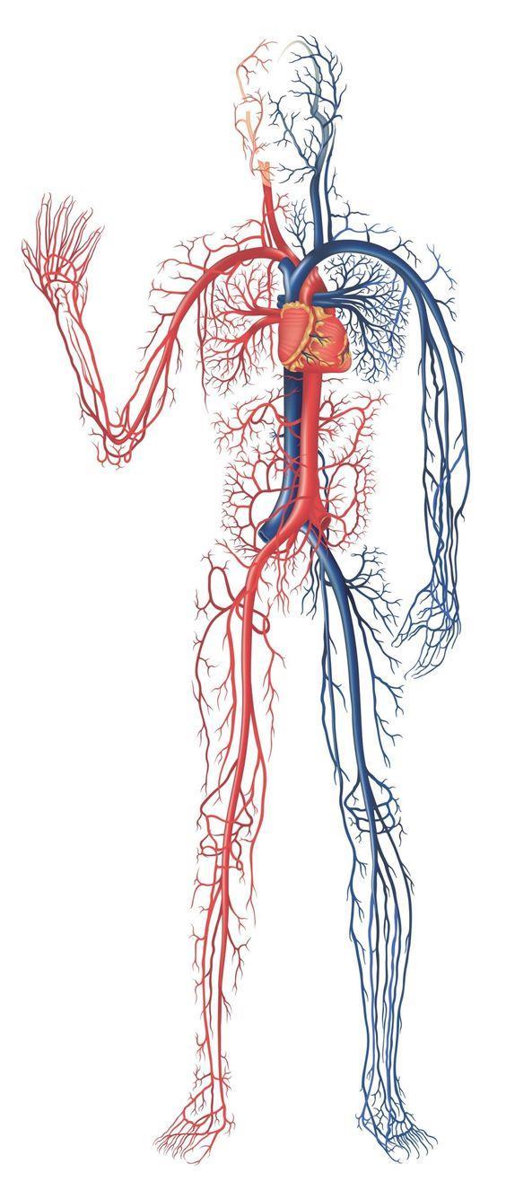Oběhová soustava zajišťuje oběh krve krev po těle rozvádí kyslík a živiny a odvádí odpadní