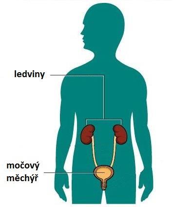 Vylučovací soustava základním orgánem jsou ledviny ty čistí krev a z