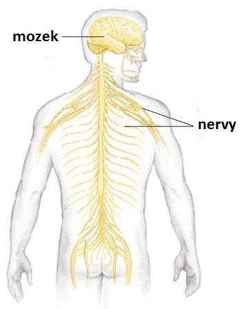 Nervová soustava řídí chod celého těla centrem nervové