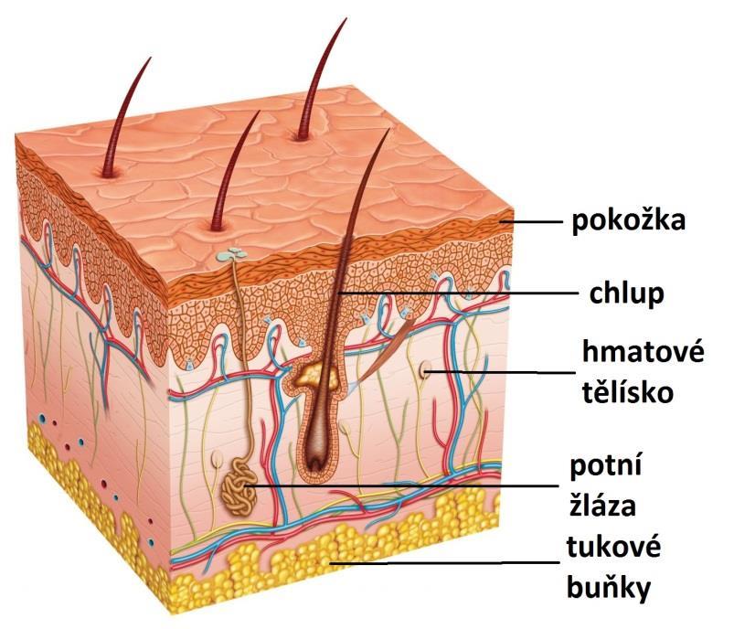 Kůže pokrývá celé tělo a chrání ho pomáhá udržovat teplotu těla pot odvádí z těla škodliviny kůží vnímáme tlak, bolest a