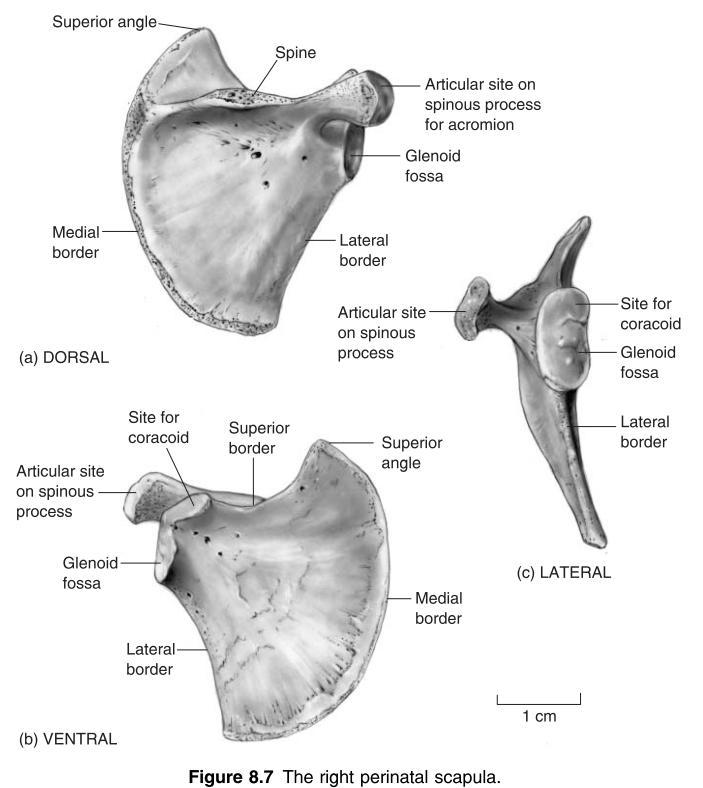 Scapula