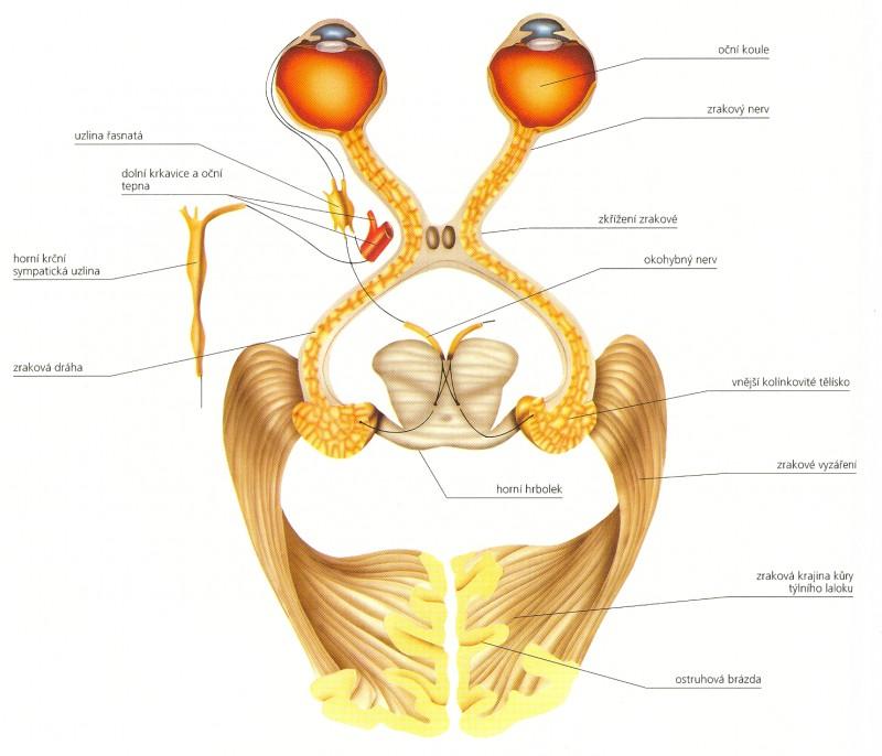 Obr. 1: Optické cesty - schéma Zdroj: Atlas anatomie, Praha: Svojtka & Vašut, 1996 Za osobu se zrakovým postižením je považován jedinec, u kterého došlo k takovému poškození zraku, že ani běžná