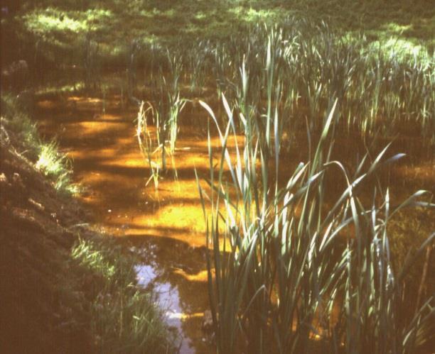 osázený Typha latifolia.