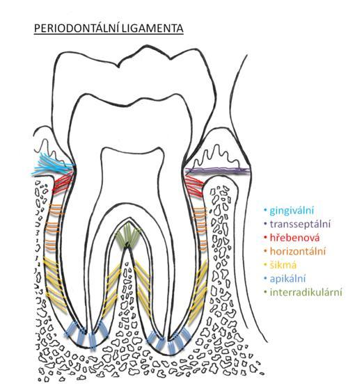 1.3 Periodoncium Je bohatě prokrvená vazivová tkáň s velkým počtem buněk i vláken, která vyplňuje periodontální štěrbinu (šířka 0,4 1,5 mm) mezi cementem, který kryje kořen a alveolární kost.
