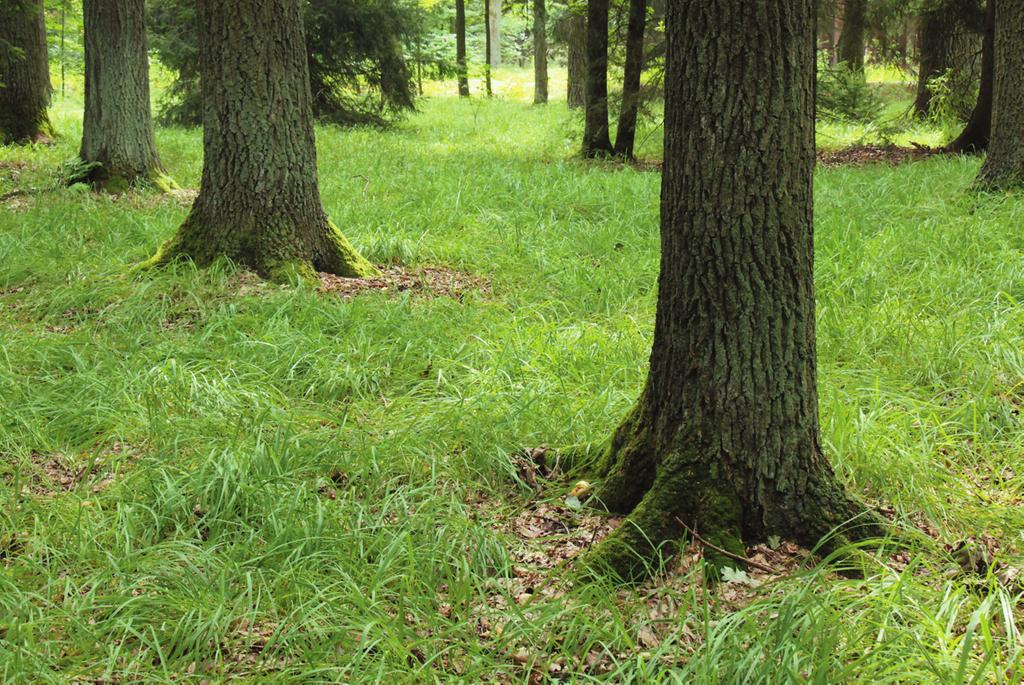 Vegetace_Vegetace 11.10.13 10:16 Stránka 363 Quercion roboris Dominantou stromového patra je obvykle dub letní (Quercus robur), který dobře snáší periodické zamokření, méně často dub zimní (Q.