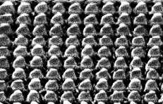 image at angle: 45 : nano-pillars