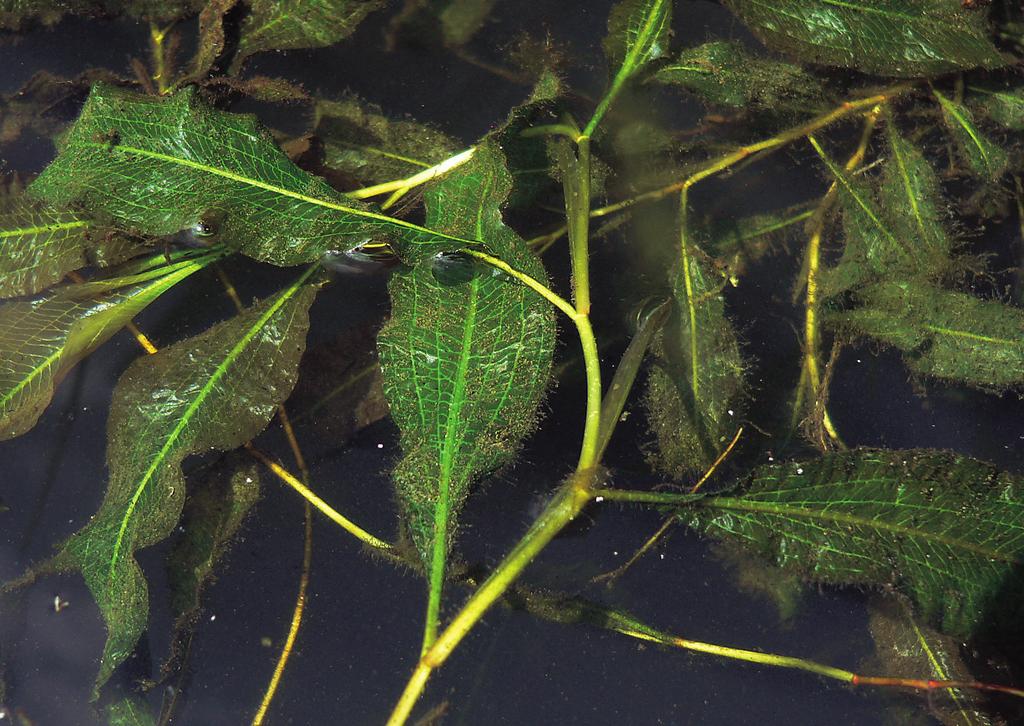 Potamion Obr. 60. Potametum lucentis. Rdest světlý (Potamogeton lucens) v malém plůdkovém rybníce u Dívčic na Českobudějovicku. (K. Šumberová 2006.) Fig. 60. Potamogeton lucens in a small fry pond near Dívčice, České Budějovice district, southern Bohemia.