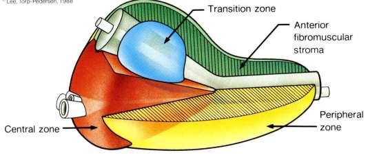 TRUS anatomie