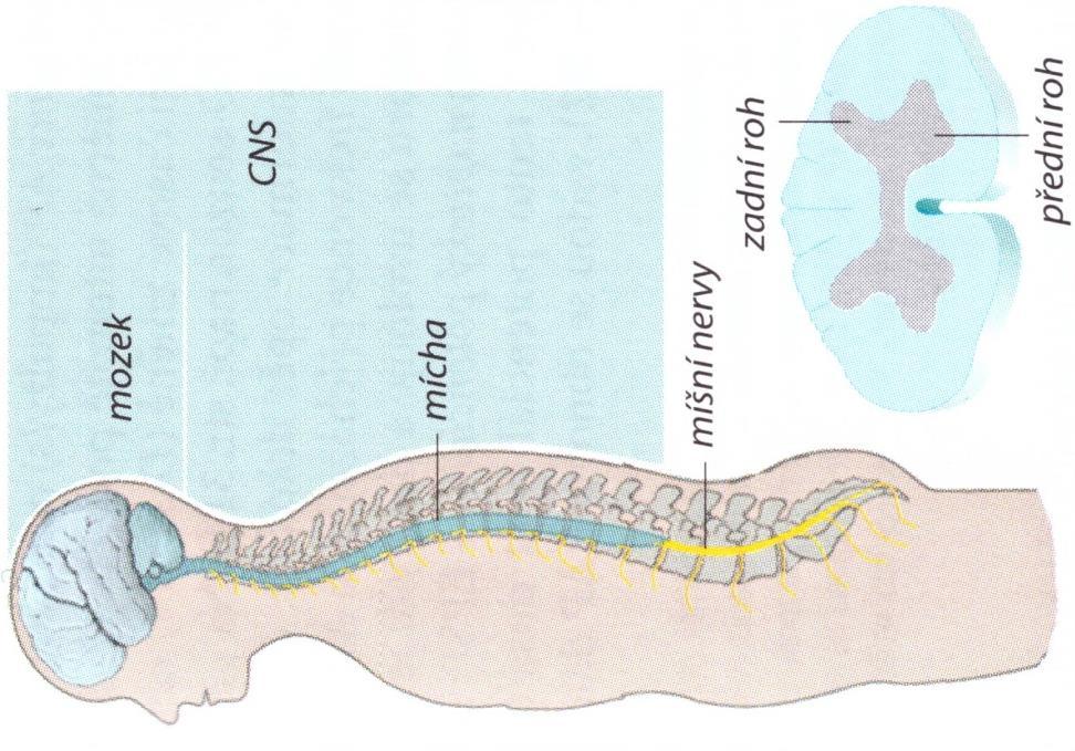 Nervová soustava Centrální nervový systém (CNS) mozek mícha Periferní nervový systém (nervy) Základní stavební jednotky Neuron přenos a zpracování informací