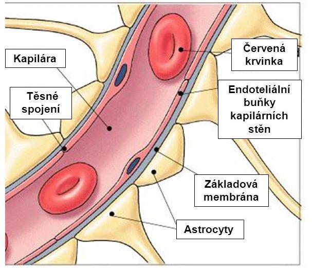 Hematoencefalická bariéra Bariéra mezi kapilárou a mozkem velice těsné spojení mezi buňkami Brání průchodu většině látek ochrana mozku Pouze O 2, CO 2, H 2 O můžou procházet volně Glukóza a