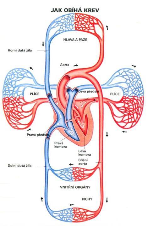 Kardiovaskulární systém (KVS) Funkce: distribuce krve do tkání Srdce vytváření tlakového gradientu Cévy rozvádění krve do a z tkání Cílovým parametrem funkce (KVS) je průtok krve Tlakový