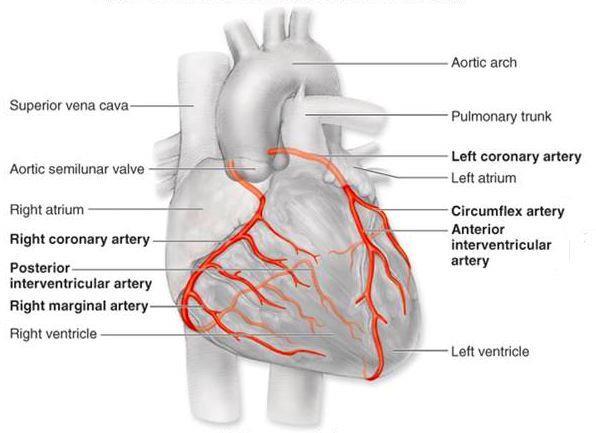 Koronární oběh pravá a levá koronární arterie odstupují z