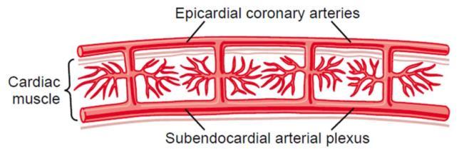 tepny Arterioly systola diastola Subendokardiální plexus