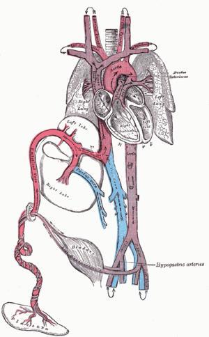 Speciální krevní oběhy fetální oběh A-V zkraty Ductus arteriosus mezi aortou a plicnicí (obchází plíce) Ductus venosus mezi pupečníkovou žílou a dolní dutou žílou (obchází játra) Foramen ovale okno