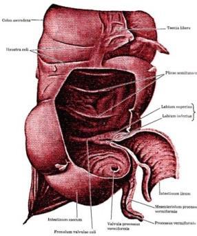 cm jejunum 160 200 cm ileum 200 270 cm