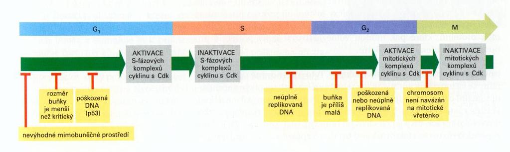 Regulace