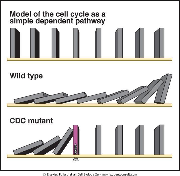 domino Modely buněčného cyklu následující událost nezačne před předcházející budík existuje nezávislý měřič času, který řekne, kdy se má spustit