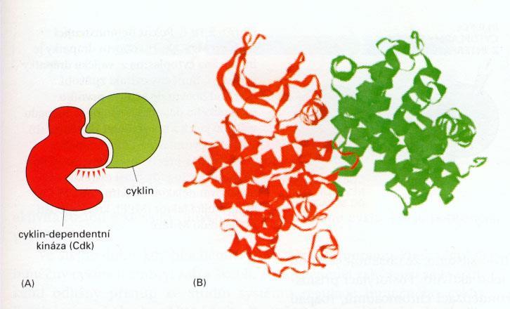 katalytické podjednotky aktivních komplexů cyklincyklin-dependentní kináza (CDK) 8 cyklinů (A-H) nemají enzymovou aktivitu jejich buněčná hladina výrazně