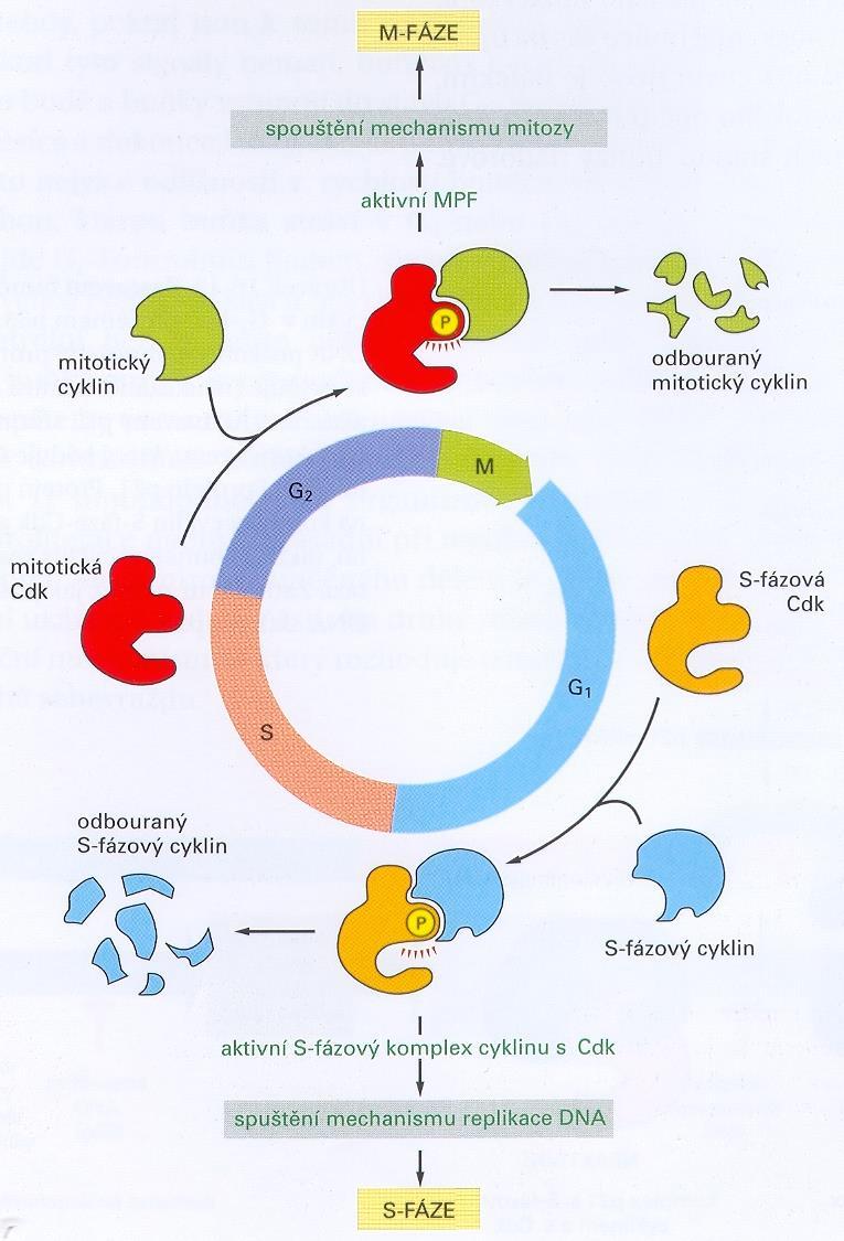 v komplexu s CDK určují jejich substrátovou specifitu různé varianty cyklinů v různých
