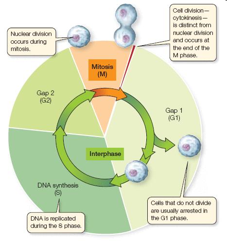interval mezi dvěma děleními buňky kontinuální růst buňky nesouvislé dělení buňky podobné mechanizmy u všech eukaryot od kvasinky po člověka konzervované proteiny