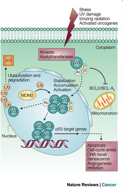 gen TP53, chromozom 17p13.1 jaderný protein (53 kda) aktivní jako fosforylovaný tetramer, transkripční faktor negativní regulátor přechodu G 1 /S zvyšuje expresi inhibitorů b.