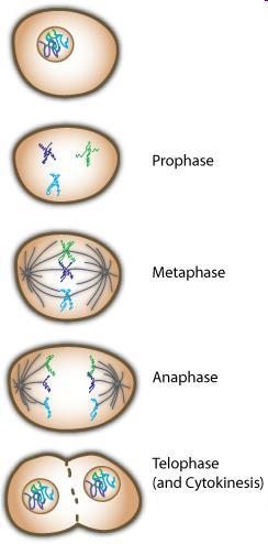 Mitóza kontinuální proces, konvenční dělení: profáze kondenzace chromozomů, tvorba vřeténka metafáze chromozomy v ekvatoriální rovině vřeténka, oddělují se chromatidy anafáze dceřinné chromozomy
