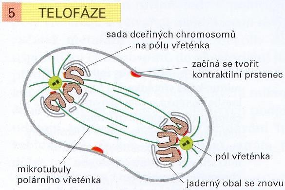 Mitóza