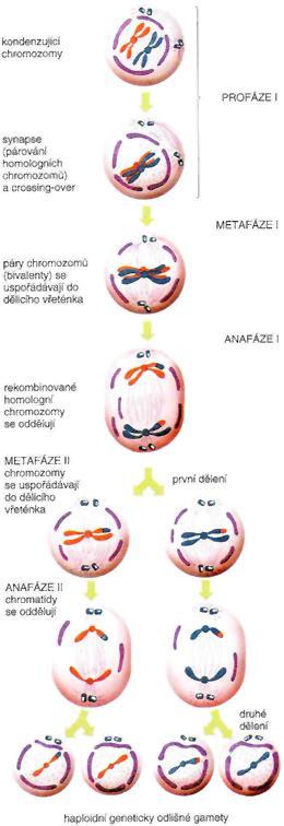 Meióza specializované buněčné dělení z 1 diploidní buňky vznikají 4 haploidní gamety první meiotické dělení druhé meiotické dělení