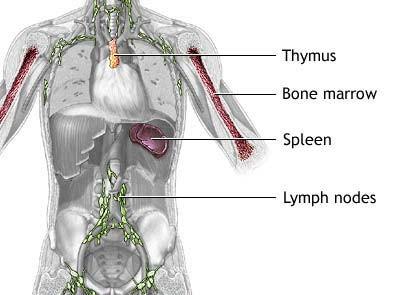 Lymfatické orgány ústřední lymfatické orgány kostní dřeň, thymus (brzlík) vznik a dozrávání lymfocytů