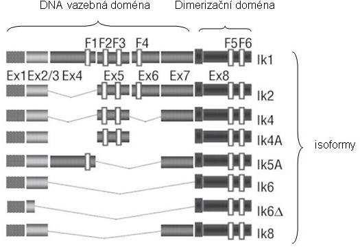 přímo tlumí expresi genu λ5, což vede ke snížení exprese pre-bcr. Exprese pre-bcr spouští a reguluje proliferaci, která je závislá na regulátorech buněčného cyklu na cyklinu D3 a c- Myc.