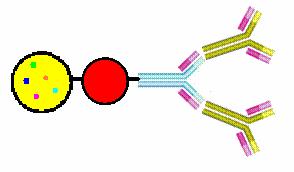 polymethylmethakrylátová protein G fluorescenční kulička sekundární protilátka barvivo kozí proti myší primární protilátka myší proti lidskému antigenu Obr. 3.2.