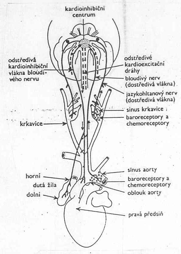 Řízení srdeční činnosti především nervové vegetativní parasympatikem i sympatikem (vagus (bloudivý, smíšený)) + sympatikus z hrudních segmentů) Vlivy nervových vzruchů: 1.
