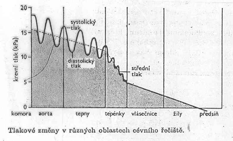 Větvení cév - snižování průměru, nárůst plochy. Větvení vlásečnic podle intenzity metabolismu orgánu. Funkčnost podle zátěže.